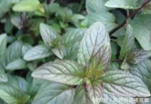 【漂亮】新手养花,不如养盆花中精品“巧克力香味”,好养又漂亮