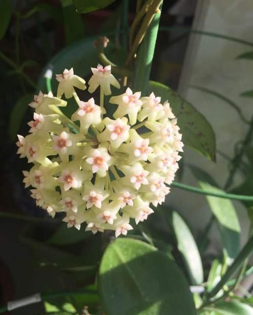  『柔美』此款花卉花期长易养活，开花四季如春，花色柔美，一次爆成花海