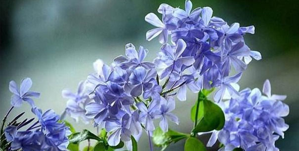 慎养|这种花天天猛晒,一盆开花千百朵,家里采光不好的“慎养”!