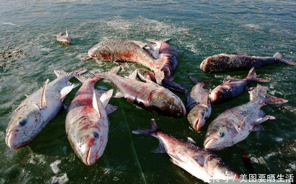查干湖的鱼越捞越多？渔民无奈讲道：你知道他们都做了什么！