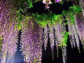  种植：紫藤花为长寿树种，民间极喜种植，成年的植株茎蔓蜿蜒屈曲