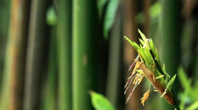 『影响』这2种绿植很难开花,一发现直接剪掉,不然影响植物生长状态