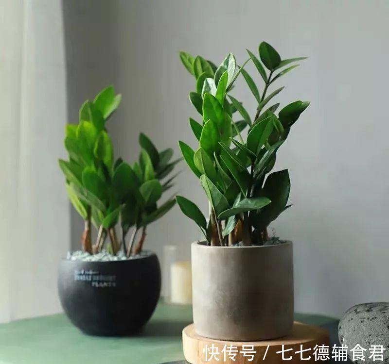  [冬季室内]离过年只剩十几天，这15种花年味十足，再不准备就迟了