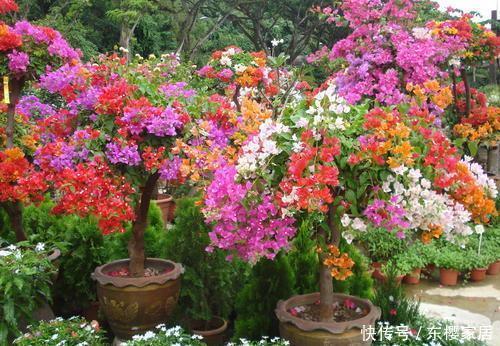 「催花」养三角梅“催花”很重要,掌握几个小技巧,一直开花到秋天