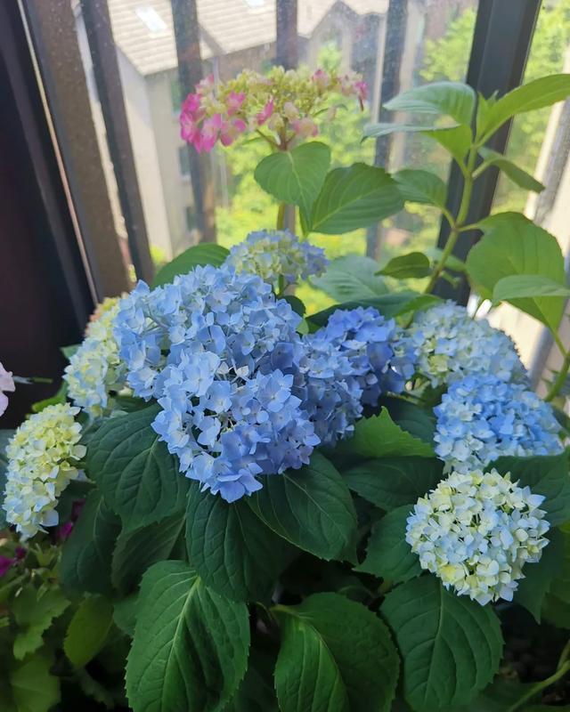 #图片作者#有一颗爱花的心,就算只有个封闭小阳台,也能养出一片花海!