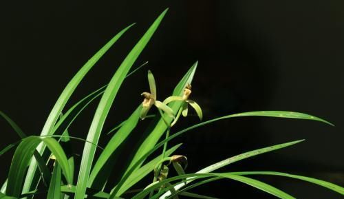  「药片」“娇生惯养”当属兰花，巧用这3种“药片”，让你养兰简简单单！