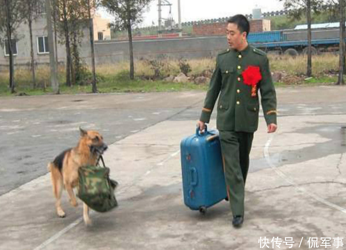 军犬的伙食是军人两倍, 要服役八年才可退役, 退