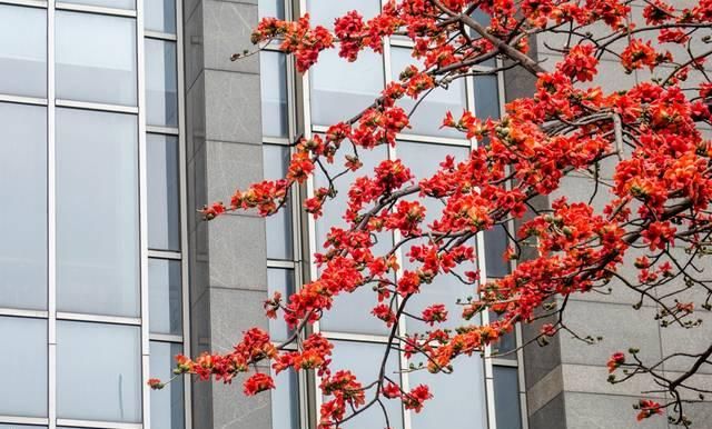 「广州」华南实力最强的中心城市,四季开满鲜花,有望成为下一个上海