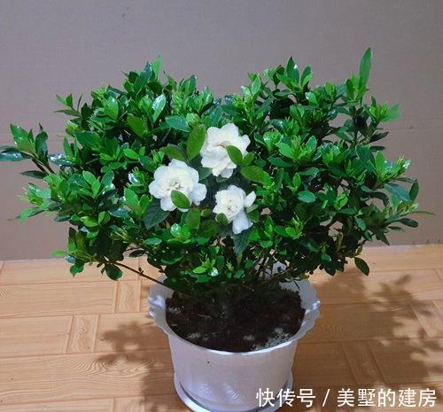  家里■家里养花选它，养20年都不黄叶，开花香一辈子，养成传家宝！