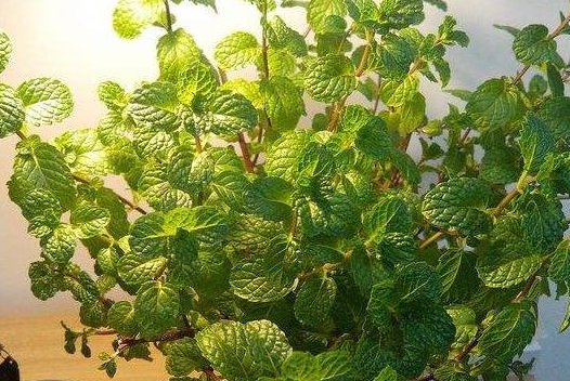  [养殖]客厅养殖这3种花，越浇水越容易生长，“勤快人”都爱养！