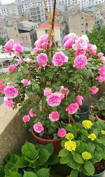 『花香』春天选此款盆栽,花开繁盛花香怡人,娇小玲珑,一年四季都在花赏