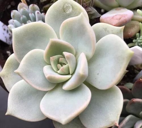  露养■多肉露养好时节：扔外面，1个月没管，美得跟整容了一样！