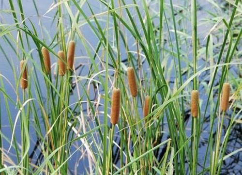  [池塘周围生长]在池塘周围，生长着1种“香蒲草”，远看像“火腿”，奇特、珍贵