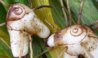 农村的一种“摇钱树”，曾经被拿来喂猪，现在卖到上百元一斤