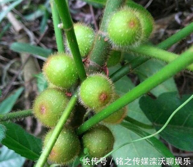 人称：这植物人称“五爪龙”，看着不起眼，用处却不少，可惜不多见了