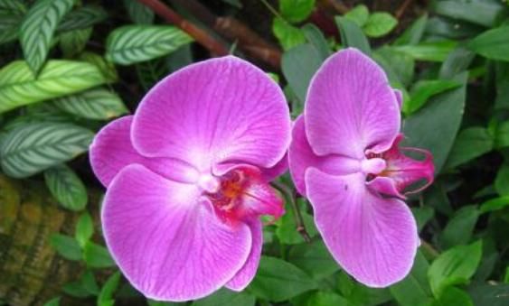 『光照』家里光照不好,就养这“4种花”,散光下,照样绿油油,花开不断