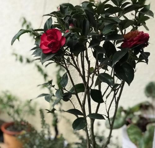  『施加肥料』茶花掉花苞咋办？就是没有注意这几点，现在挽救还不晚！