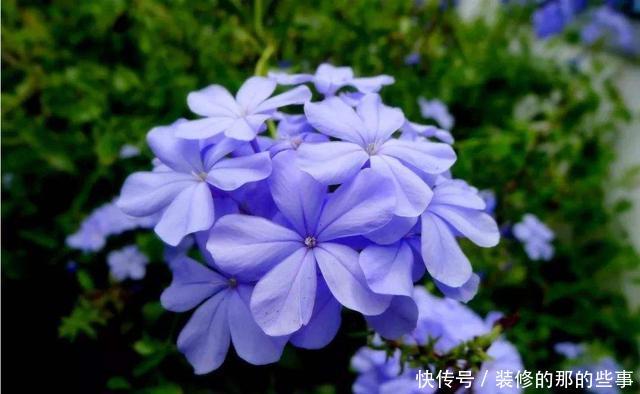 「光照」喜欢在家中养护漂亮的花卉,就选择开花量繁多,花色绚丽的花卉养