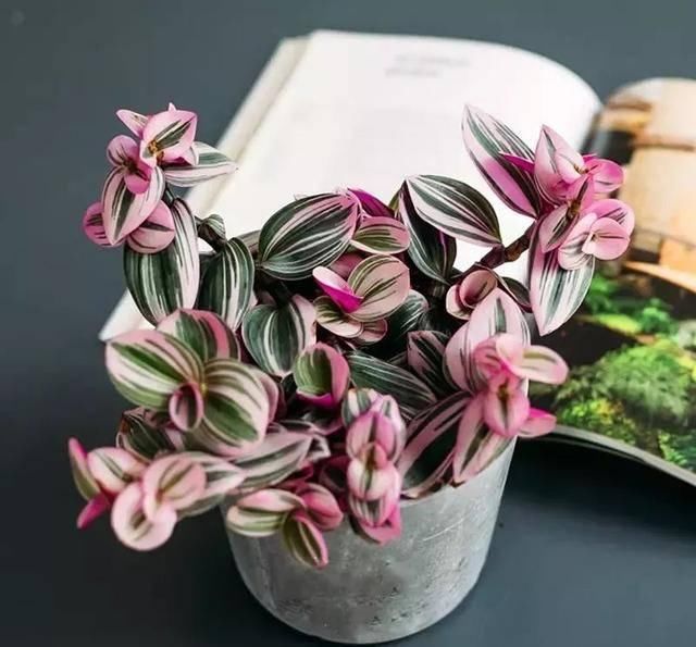  [植物]吊兰的植物美学：这几款美美的吊兰，你最爱哪一款？