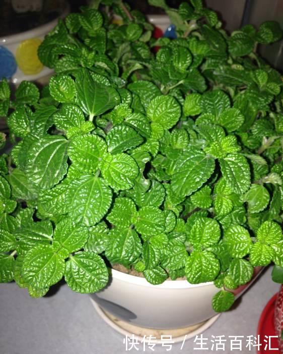 漂亮:喜欢养护漂亮的花卉,就选择花色艳丽,开花量繁多的3种花卉