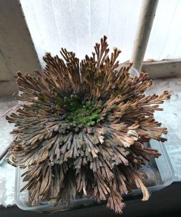  【几十块】这种“植物”农村山上非常多，城里卖几十块，三个月