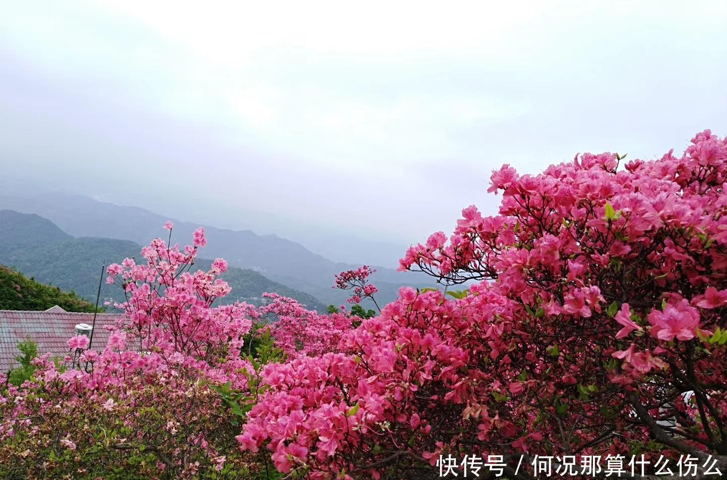  镇古寨■罗田县胜利镇古寨杜鹃