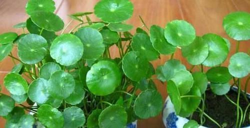  「轻松」想要养好铜钱草？用上4招，轻松爆满盆、少生病虫害