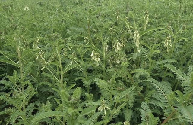  [种植物]在河岸、沟谷，有1种珍贵的“野草”，人称“黄芪”，价值高！