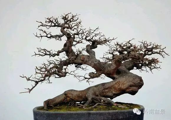 盆景构景十种风格