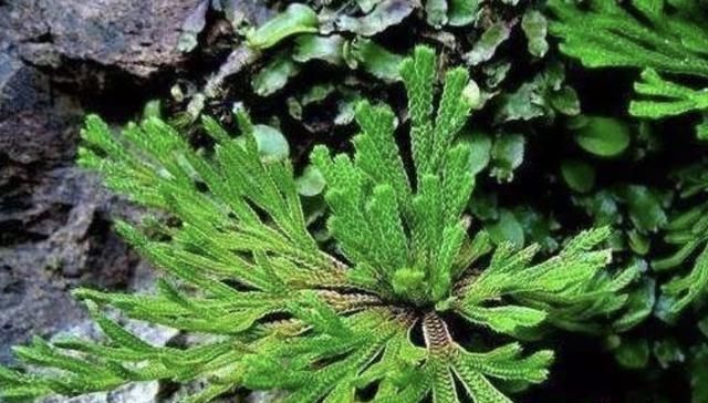  【增值】1种“野草”值钱，喜欢长在山坡上，挖来1棵当“盆栽”