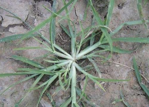  『珍贵』1种野草根茎粗壮，人称“牛筋草”，生长在农地被忽视，其实珍贵