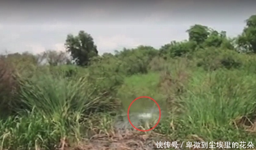 『水花』男子沼泽地钓鱼时前方泛起水花，抛竿后竟收获这个大家伙
