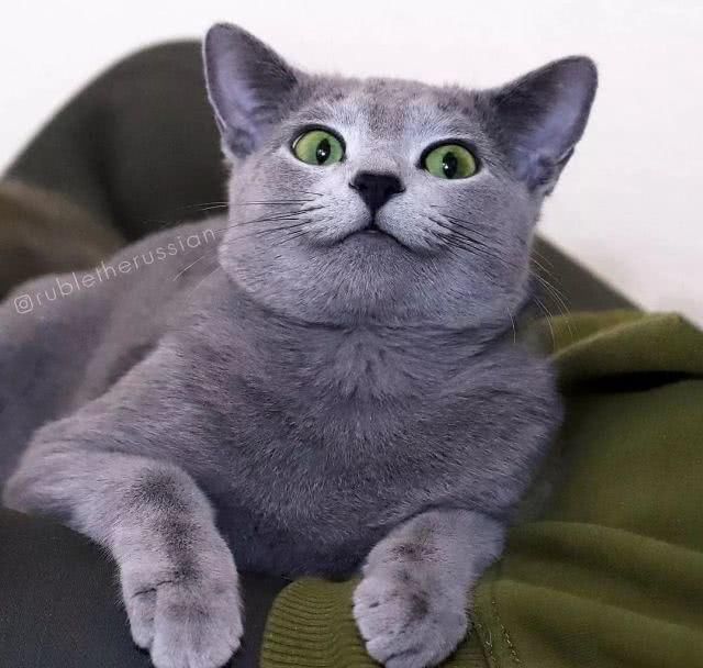  「有趣」超有趣的“变脸猫大赛”，猫看后自己都笑了……