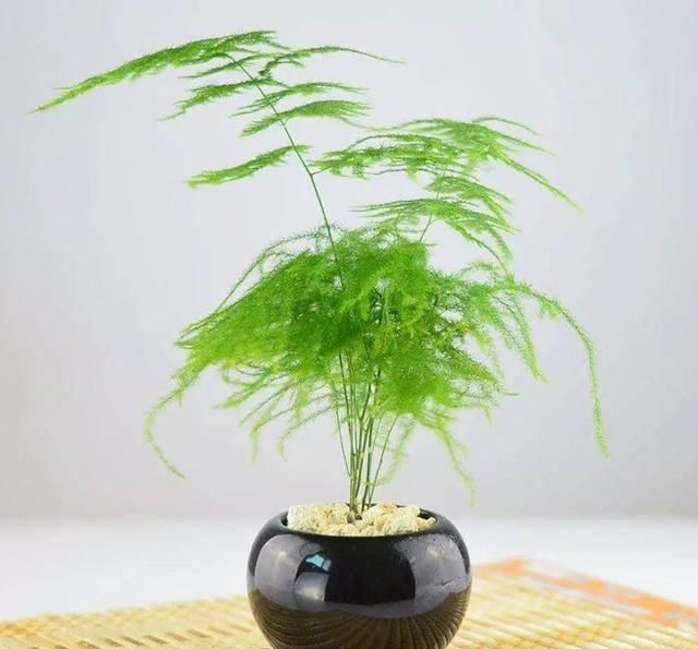  『植株生长的更加』文竹老黄叶烂根，是因为你没做好这三点