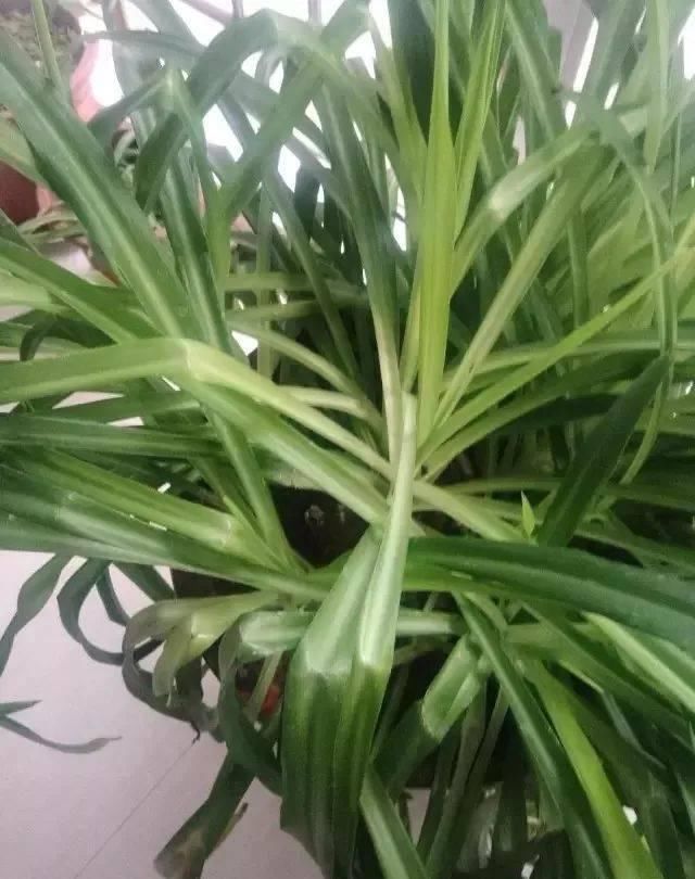  「叶黄」植物黄叶的这几种情况都很好处理，有些叶黄了还能重新恢复翠绿