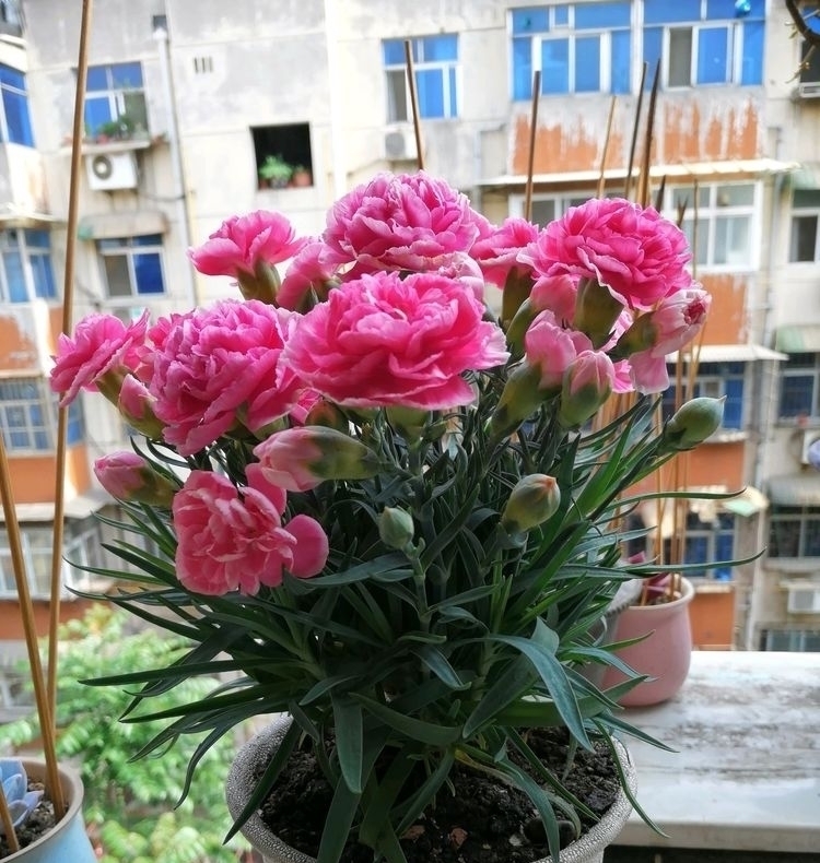 花色|花色美丽,花期长,这几款盆栽是观赏佳品,来欣赏下吧