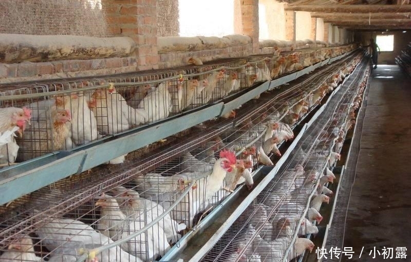  持续■山东多地持续高温, 看看养鸡场发生的一幕, 你就知道天气