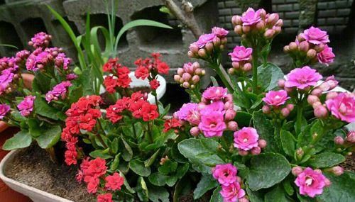 『好运』8种“寓意花”,室内养一盆,象征好运和招财,我就养了