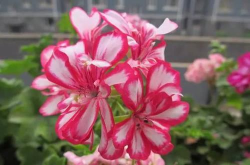  『代表着』花友选出了自己认为最美的50种花