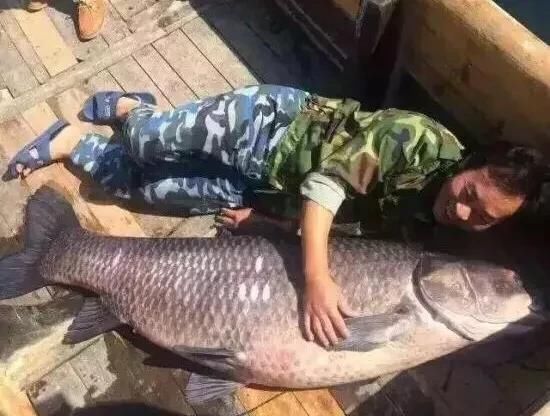 在农村钓了条107斤的青鱼，给人1500块买走了，村里老人说卖亏了