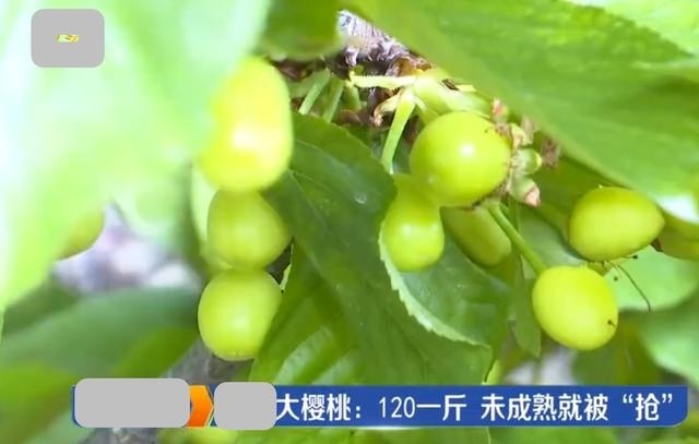  「抢购一空」120元一斤，亩销售25万，未上市就被抢购一空，什么水果？