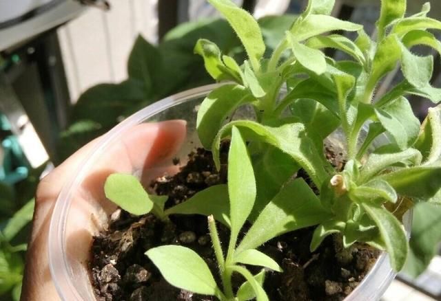  【花钱买】捡了一根枝条一粒种子，种出二十盆漂亮的花，根本不用花钱买花