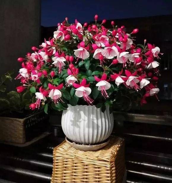  『艳丽』3种挂在空中养的花，适合挂在客厅，开花艳丽，朋友来了都喜欢