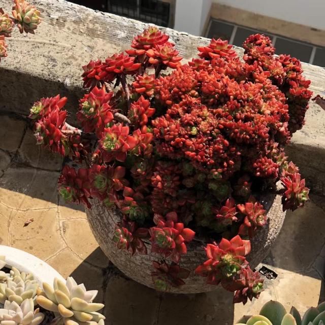  不充足■4种多肉天生爱徒长，新手养要注意，多晒太阳才长得好