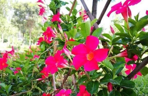  『漂亮』这种花卉花色漂亮，花香四溢飘满屋，适合做室内盆栽，比吊兰好养