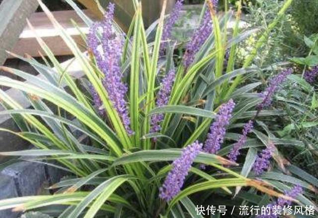 『漂亮』农田里的1种“沿阶草”,有着漂亮的花朵,比茉莉花奇特,还珍贵