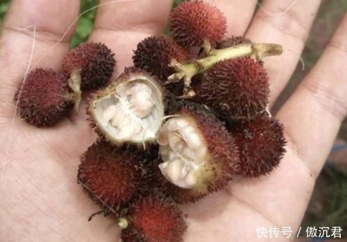 【地面】在山沟里,1种野果像“杨梅”,果子却在地面生长,珍贵、别去踩