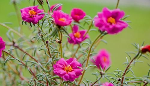  『枝条』太阳花，皮实好养活易繁殖，只要几根枝条就能花朵开满整个阳台！