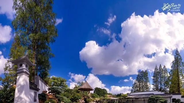 国内最大的专类盆景园，江南园林海派风格美不胜收