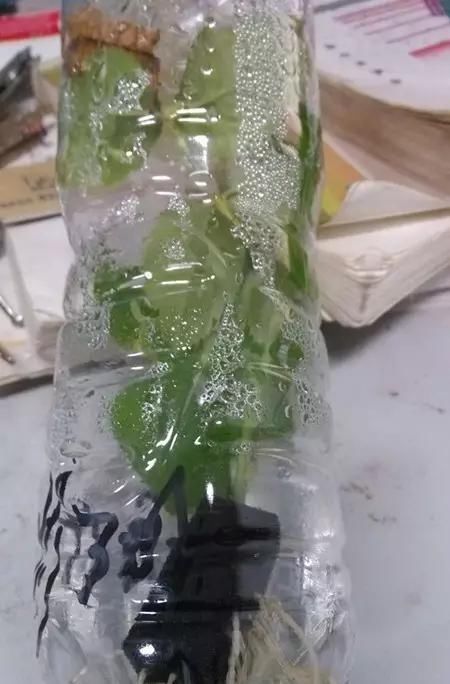 #扦插#月季花的繁殖讲解,一个矿泉水瓶,剪段枝条,倒点水就能繁殖成功